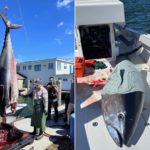 Die Polizei von Rhode Island beschlagnahmte einen fast 3 Meter langen Thunfisch. Dem Kapitän droht nun eine Strafe. Foto: Rhode Island DEM