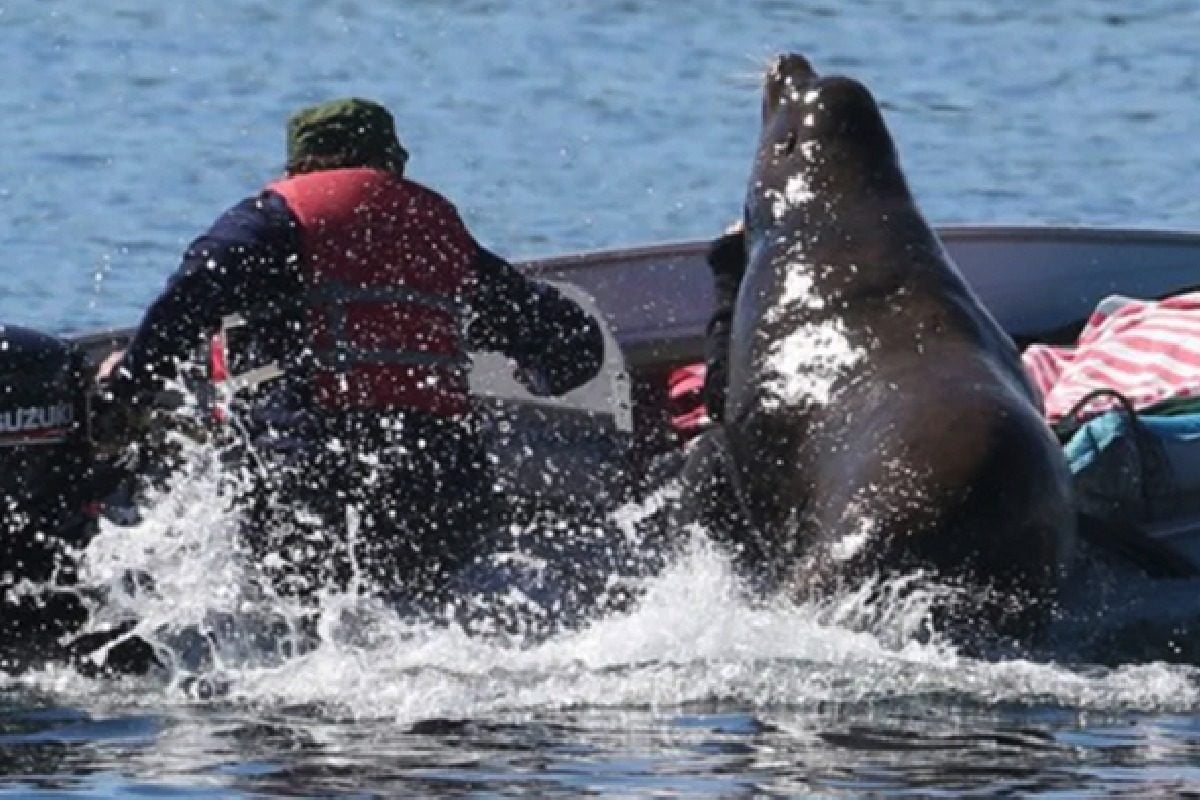 Seelöwe flieht vor Orcas und springt in Angelboot