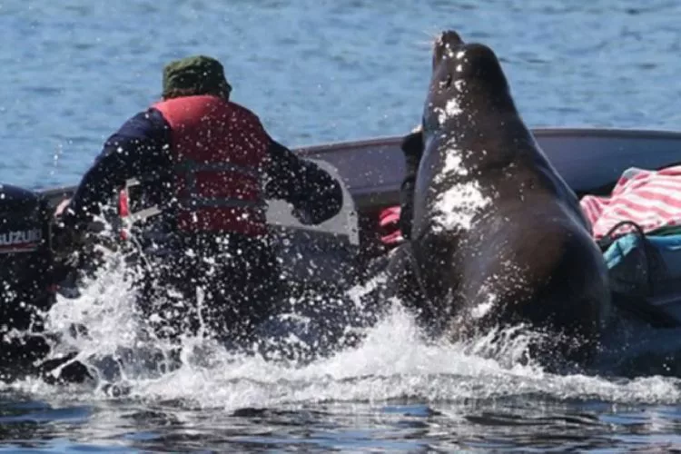 Der Seelöwe suchte Zuflucht vor einer Schule von Orcas im kleinen Anglerboot. Foto: Brendon Bissonette / Prince of Whales (via YouTube)