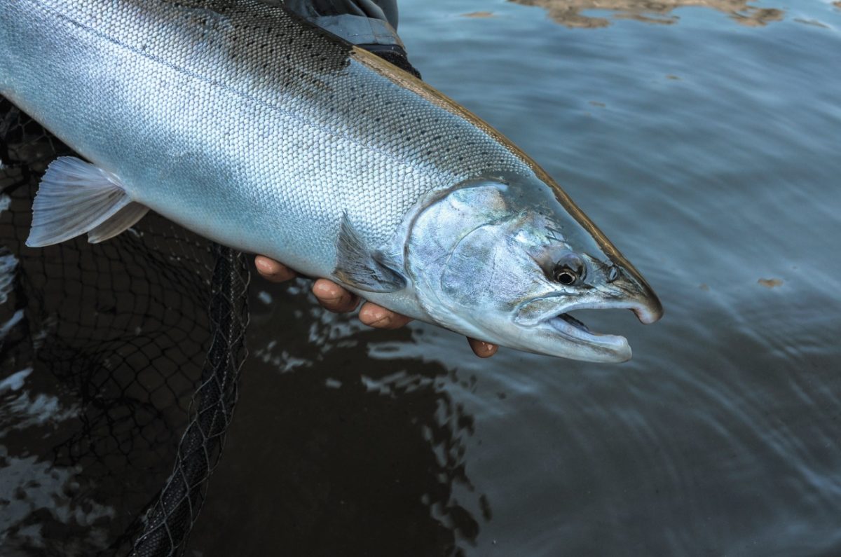 Giftige Chemikalie tötet Fische: Angler reichen Klage ein - BLINKER