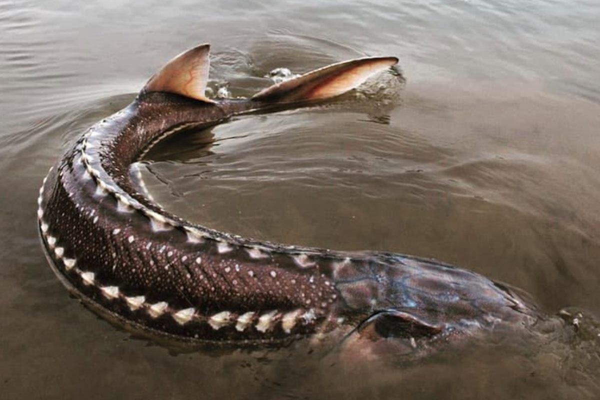 In Kanada sind mehrere Störe auf rätselhafte Weise verendet. Foto: Fraser River Sturgeon Conservation Society