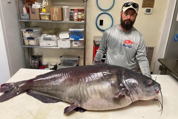 54,5 kg wog der Katzenwels, den Mika Burkhart aus Tennessee fing. Er brach damit einen mehr als 20 Jahre alten Rekord. Foto: Tennessee Wildlife Resources Agency