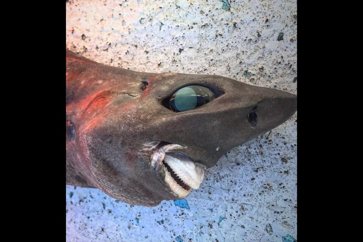 Der Angler aus Australien fing den Tiefseehai in einer Tiefe von 650 Metern. Facebook-Nutzer nannten ihn einen „Albtraum“. Foto: T. Bergamui (via Facebook)