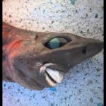Der Angler aus Australien fing den Tiefseehai in einer Tiefe von 650 Metern. Facebook-Nutzer nannten ihn einen „Albtraum“. Foto: T. Bergamui (via Facebook)