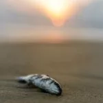 Fischsterben wird es auch in Zukunft geben. Doch wie häufig sie sein werden, unterliegt mehreren Faktoren. Foto: Mammiya / Pixabay