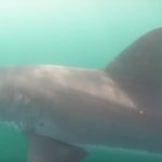 Ein Angler filmte einen Weißen Hai, der direkt unter seinem Kajak schwamm. Nach einiger Zeit zog der Fisch wieder ab. Foto: Fisherman’s Chronicles (via YouTube)