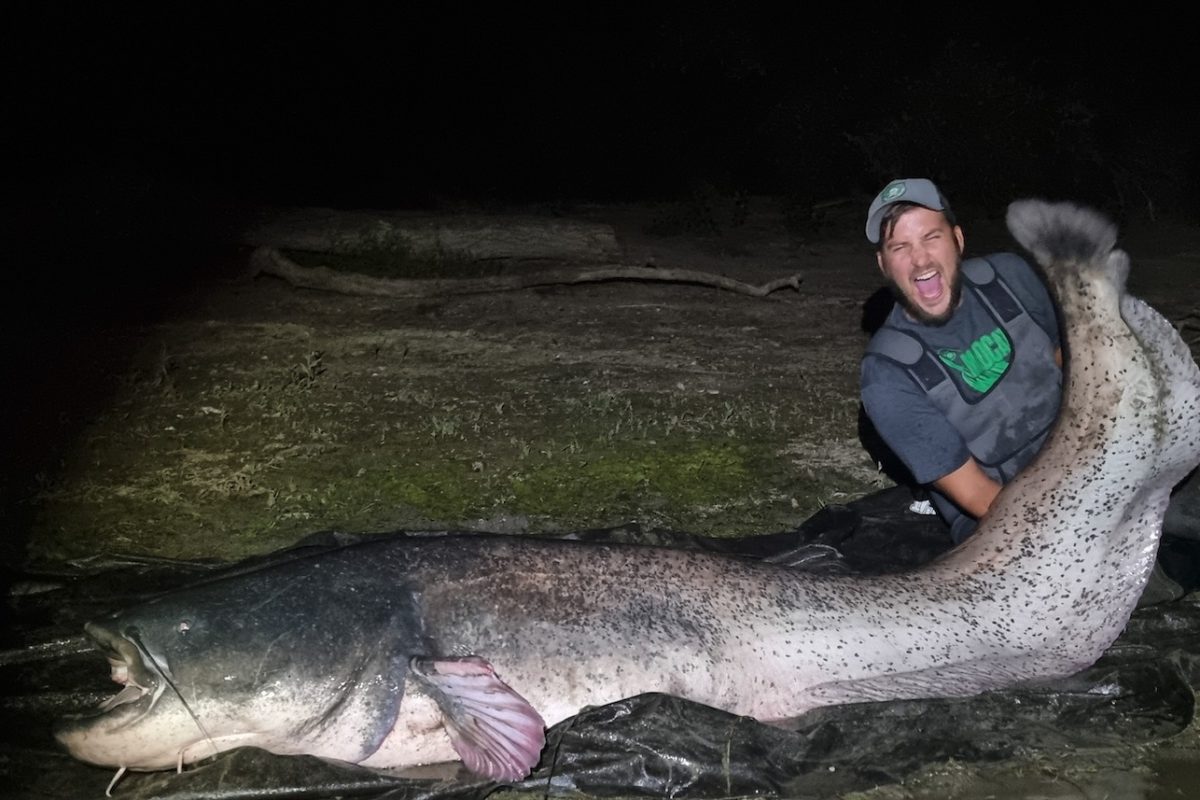 2,62 Meter: Angler fängt riesigen Wels aus dem Rhein - BLINKER