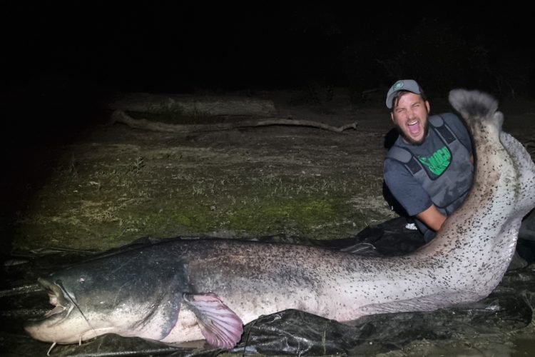 Nico Magdic fing diesen über 2,60 Meter langen Wels beim Angeln im Rhein. Foto: MADCAT