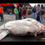 Der größte Knochenfisch der Welt wurde im Dezember 2021 auf Faial angespült. Er musste mit Kran und Gabelstapler bewegt werden. Foto: Atlantic Naturalist