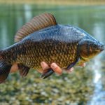 Da die goldbraune Karausche ihre Rückenflosse von selbst aufstellt, ist der leicht nach außen gewölbte Flossensaum gut zu sehen. Foto: Blinker