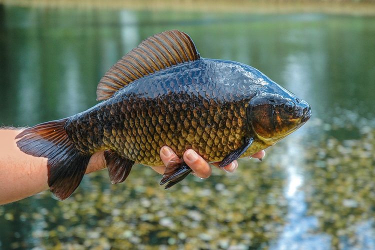 Da die goldbraune Karausche ihre Rückenflosse von selbst aufstellt, ist der leicht nach außen gewölbte Flossensaum gut zu sehen. Foto: Blinker