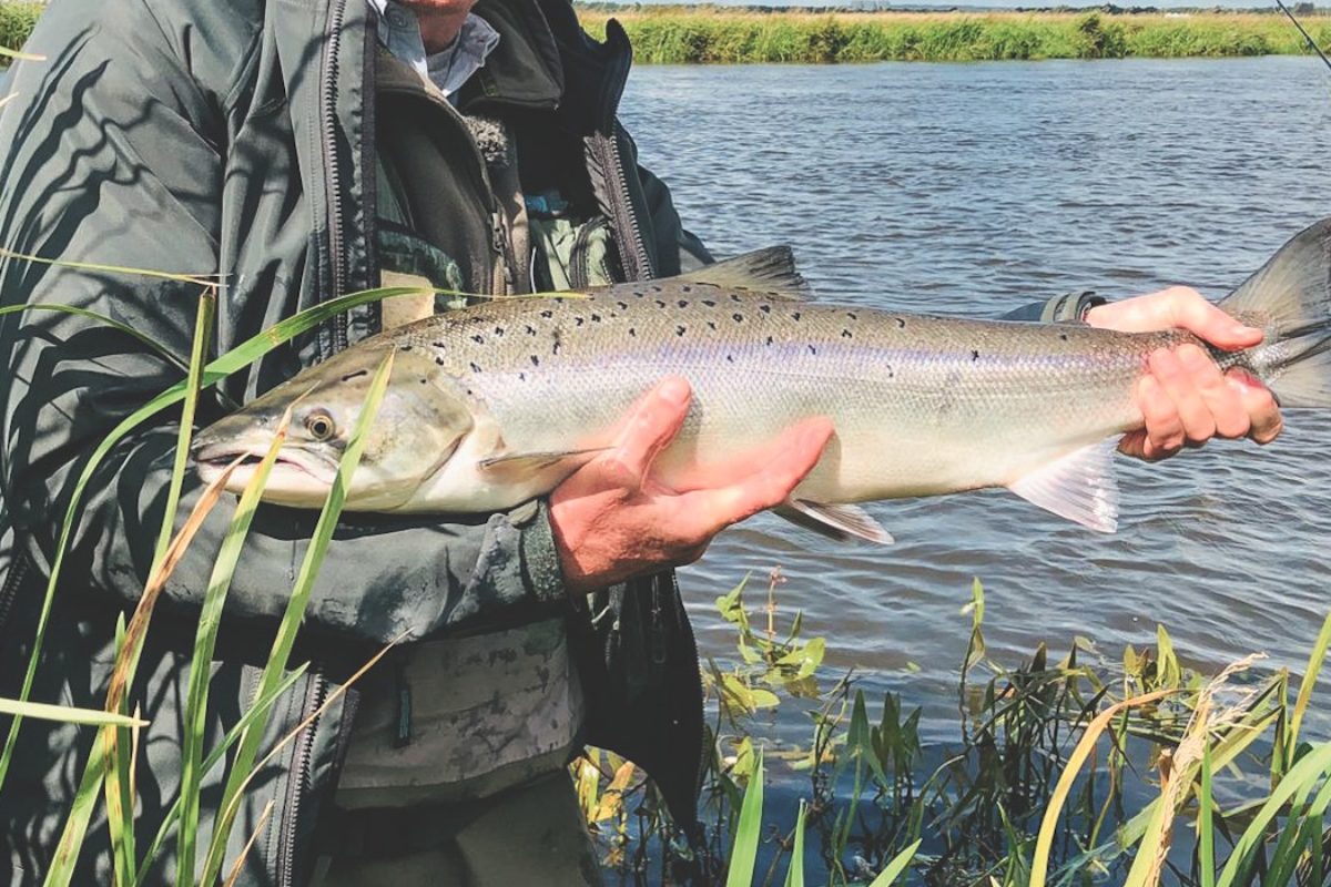 Der Lachs war einst in zahlreichen Gewässern Europas verbreitet, auch in Deutschland. Heute sind die Bestände stark zurückgegangen. Foto: F. Schlichting