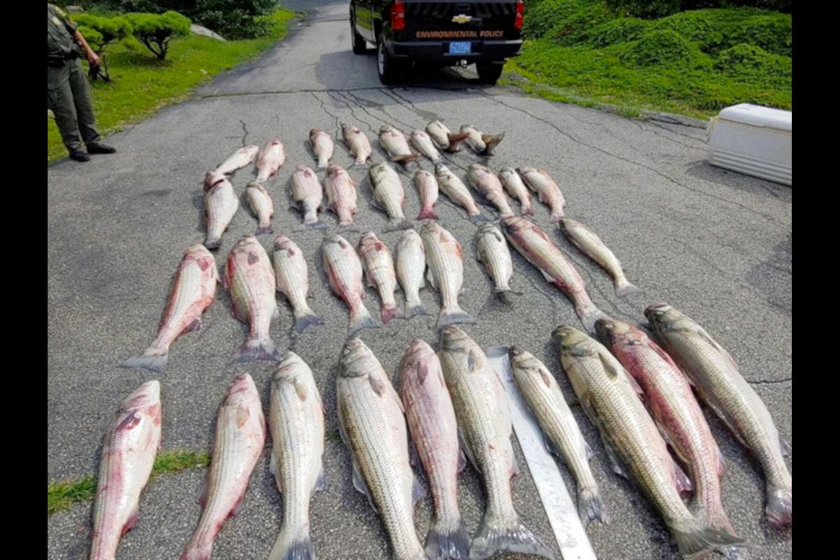 Die Umweltpolizei von Rhode Island verhängte mehrere Bußgelder für Wilderer, die mehr Streifenbarsche als erlaubt gefangen hatten. Foto: Rhode Island DEM