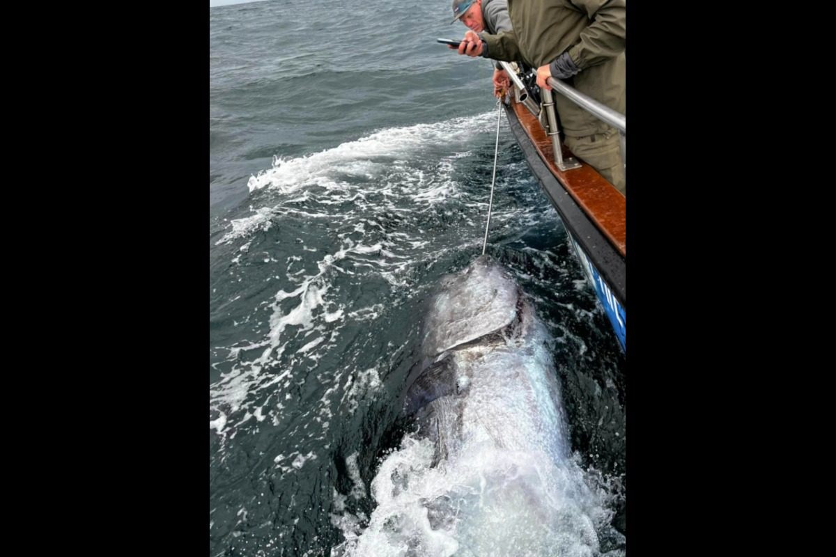 Auf einen solchen Fang waren die Angler nicht vorbereitet: Mit mehr als 500 Kilo fingen sie den vermutlich größten Thunfisch, der je in England an den Haken ging. Foto: Lo Kie Adventures