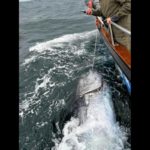 Auf einen solchen Fang waren die Angler nicht vorbereitet: Mit mehr als 500 Kilo fingen sie den vermutlich größten Thunfisch, der je in England an den Haken ging. Foto: Lo Kie Adventures