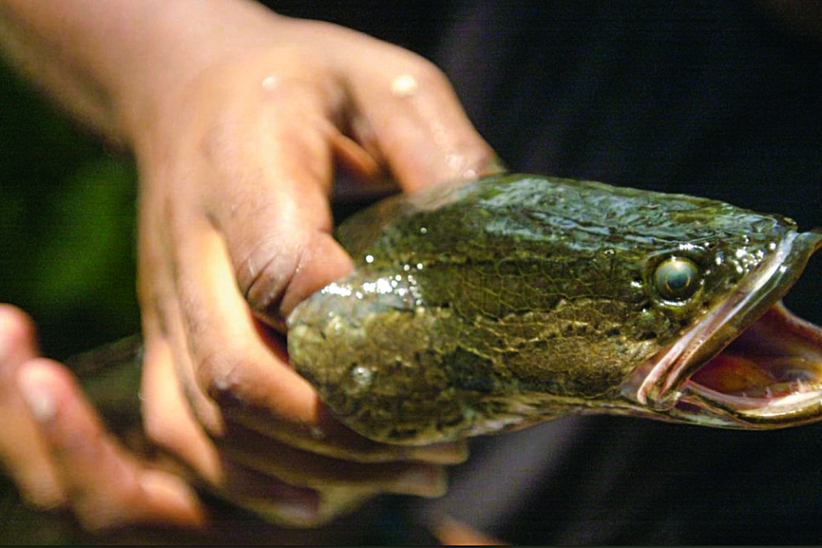 Der Snakehead (Schlangenkopf) gilt in vielen Ländern als Delikatesse. Sein Fleisch soll besser schmecken als das des Zanders! Foto: Wikimedia Commons