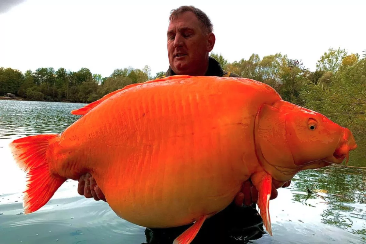 Die über 30 Kilo schwere Carrot ist eine Mischung aus Karpfen und Koi – daher ihre auffällige Färbung. Foto: Bluewater Lakes
