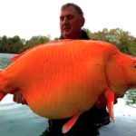 Die über 30 Kilo schwere Carrot ist eine Mischung aus Karpfen und Koi – daher ihre auffällige Färbung. Foto: Bluewater Lakes