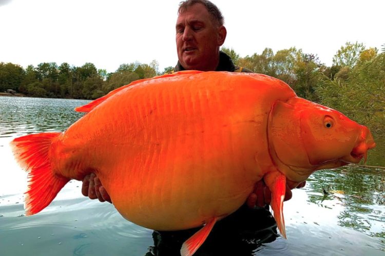 Die über 30 Kilo schwere Carrot ist eine Mischung aus Karpfen und Koi – daher ihre auffällige Färbung. Foto: Bluewater Lakes