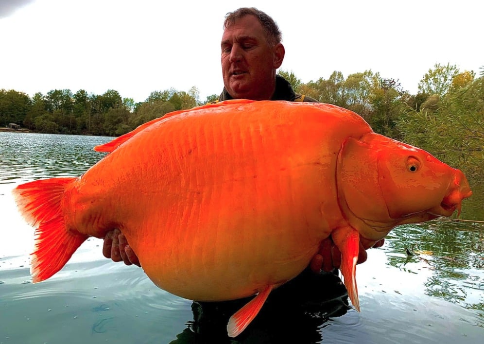 Die über 30 Kilo schwere Carrot ist eine Mischung aus Karpfen und Koi – daher ihre auffällige Färbung. Foto: Bluewater Lakes