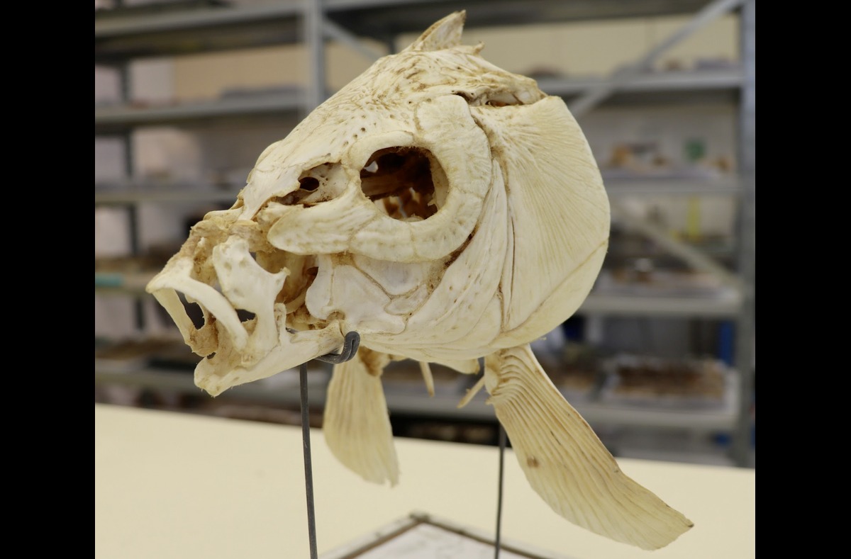 Vor 800.000 Jahren: Schon der Urmensch ging fischen - BLINKER