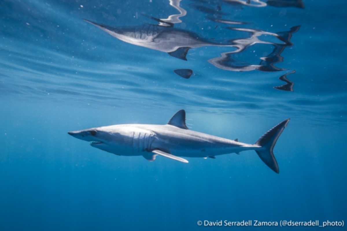 Der Bestand der Makohaie ist durch die Fischerei stark gefährdet. Ein Fangverbot wäre die Lösung, doch zwei Länder sperrten sich dagegen. Foto: David Serradell Zamora