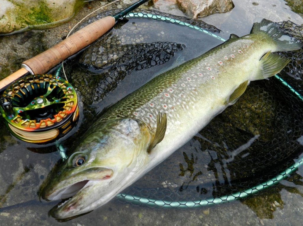 Marmorata-Forellen sind an ihrer markanten Zeichnung zu erkennen. Sie kommen nur in der Alpenregion vor. Foto: D. Henkes