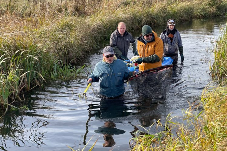 Sea Trout Fyn führt jedes Jahr mehrere Elektrobefischungen durch, um laichbereite Meerforellen zu entnehmen. Foto: M. Werner