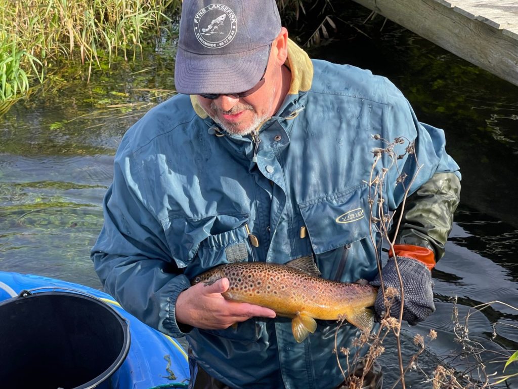 Ob ein Fisch laichbereit ist, lässt sich durch ein Abstreichen des Bauches erkennen. Foto: M. Werner