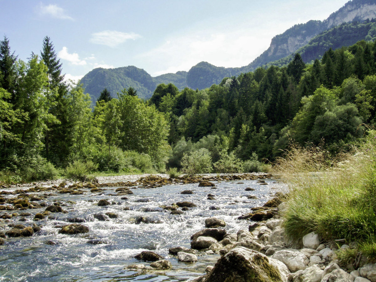Fliegenfischen an der Sava Bohinjka in Slowenien BLINKER
