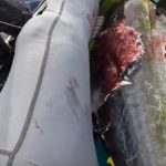 Der Hai hatte einen guten Geschmack und nur das Beste aus dem Thunfisch gebissen. Foto: Commodore Connor (via YouTube)