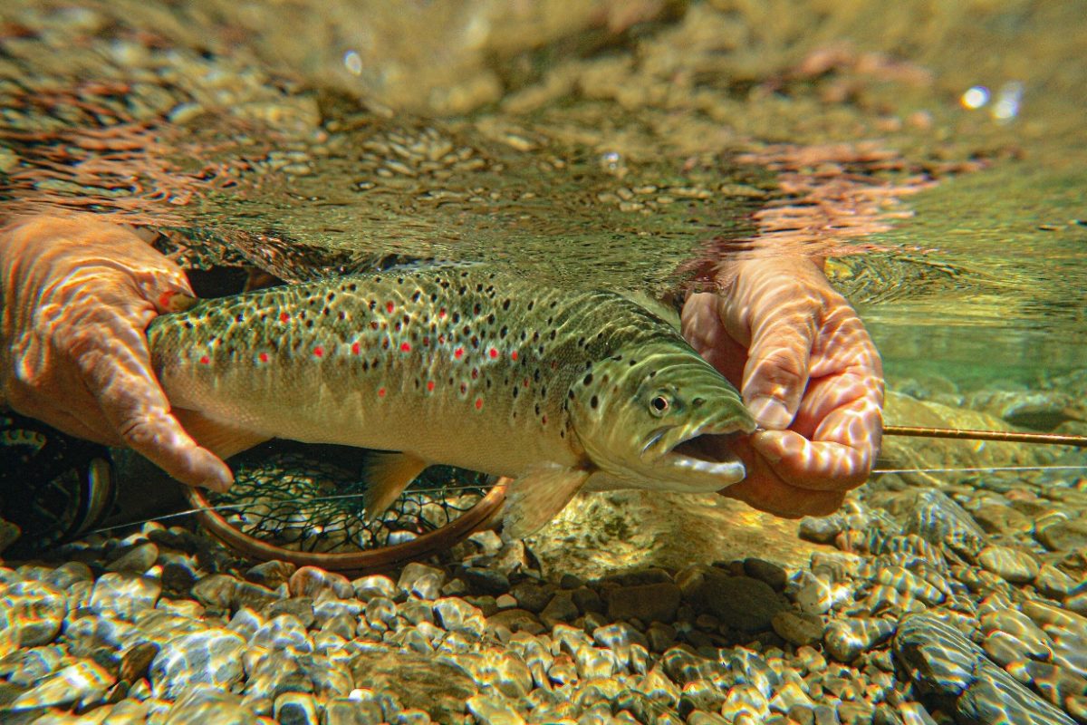 Wenn man ohne Widerhaken angelt, lassen sich Fische auch ganz schonend im Wasser lösen. Foto: O. Portrat