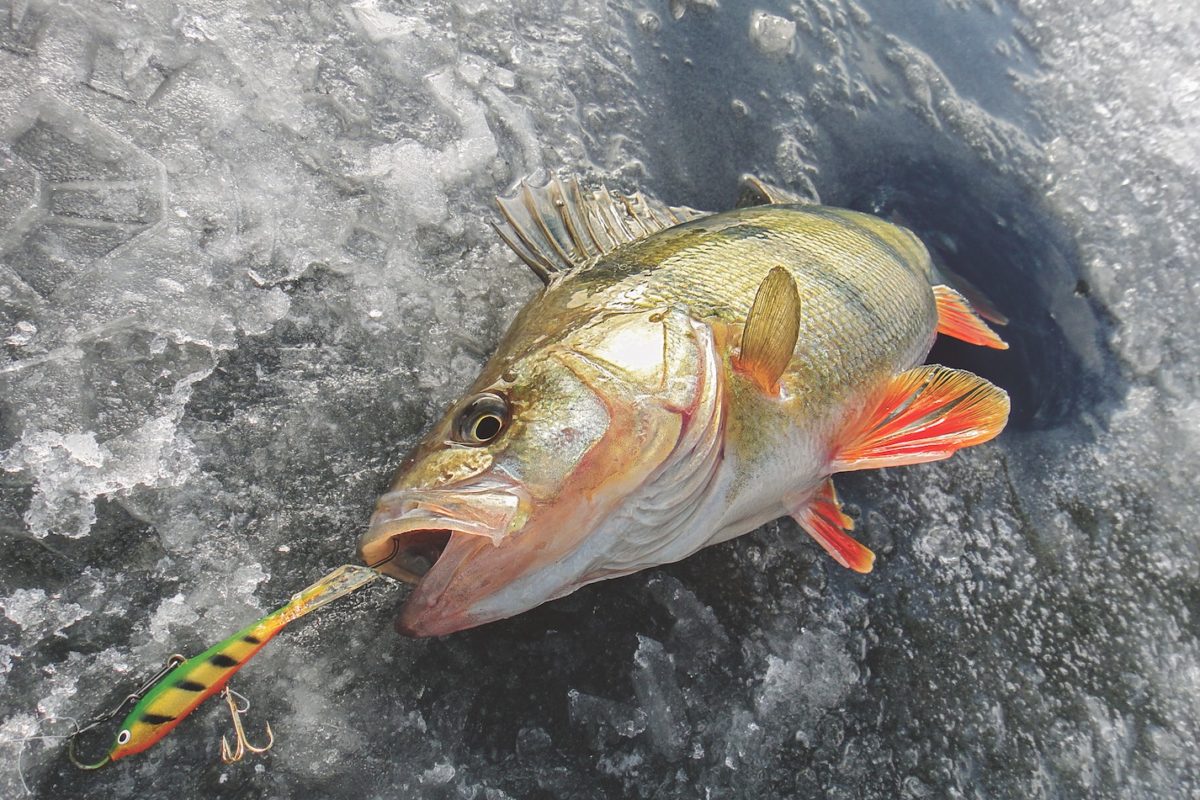 Besonders zum Eisangeln auf Barsche sind Balance Jigs eine echte Macht. Sie lassen sich ganz langsam führen. Foto: F. Schlichting