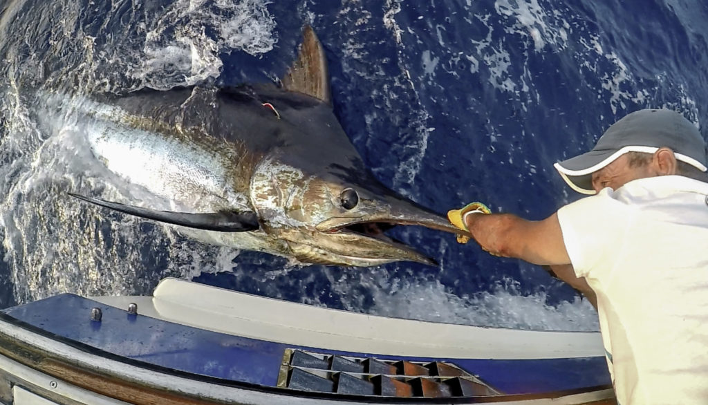 Der Blaue Marlin é wohl der begehrteste Zielfisch der Big Game Angler.  Viele Fische werden nach dem Fang markiert, foi einen wichtigen Beitrag zur Erforschung der majestätischen Tiere leistet.  Foto: J. Furtado