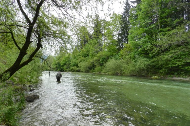 Beim Fliegenfischen an der Savinja ist zum Schutz der Fische nur die Verwendung einer Fliege ohne Widerhaken gestattet. Foto: D. Henkes