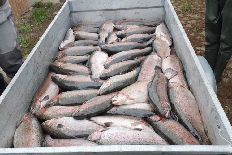 Der Sæby Sportfisher Club fand bei einer Elektrobefischung Forellen aus der Fischfarm in Musholm. Sie waren Wochen zuvor entkommen. Foto: JC Fiskegrej og Fritid (via Facebook)