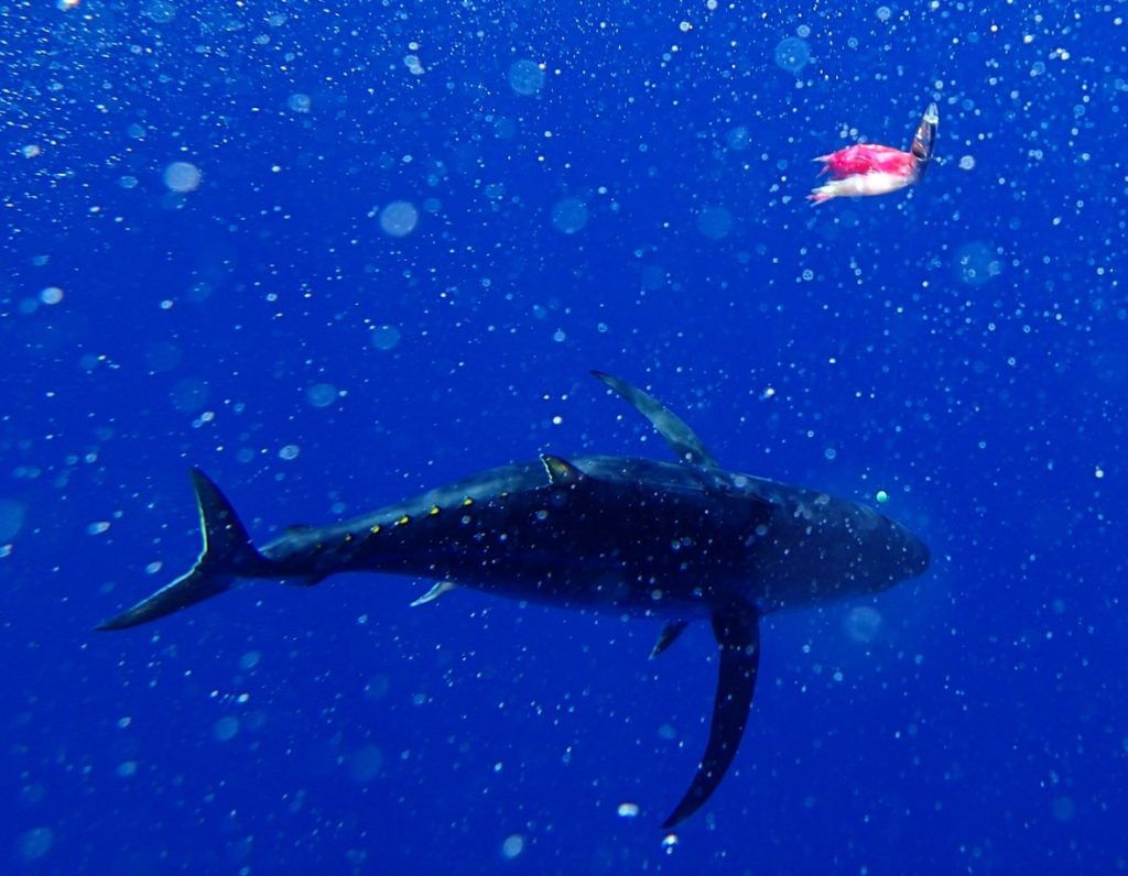 Albacore gehören zu den Top-Zielfischen beim Angeln auf Mallorca. Foto: Michael Werner
