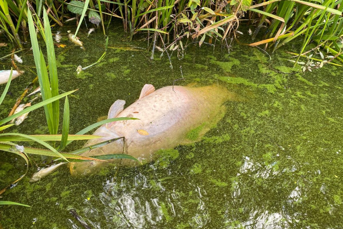 Ein toter Karpfen treibt nach einem Fischsterben an der Oberfläche. (Symbolbild) Foto: F. Schlichting