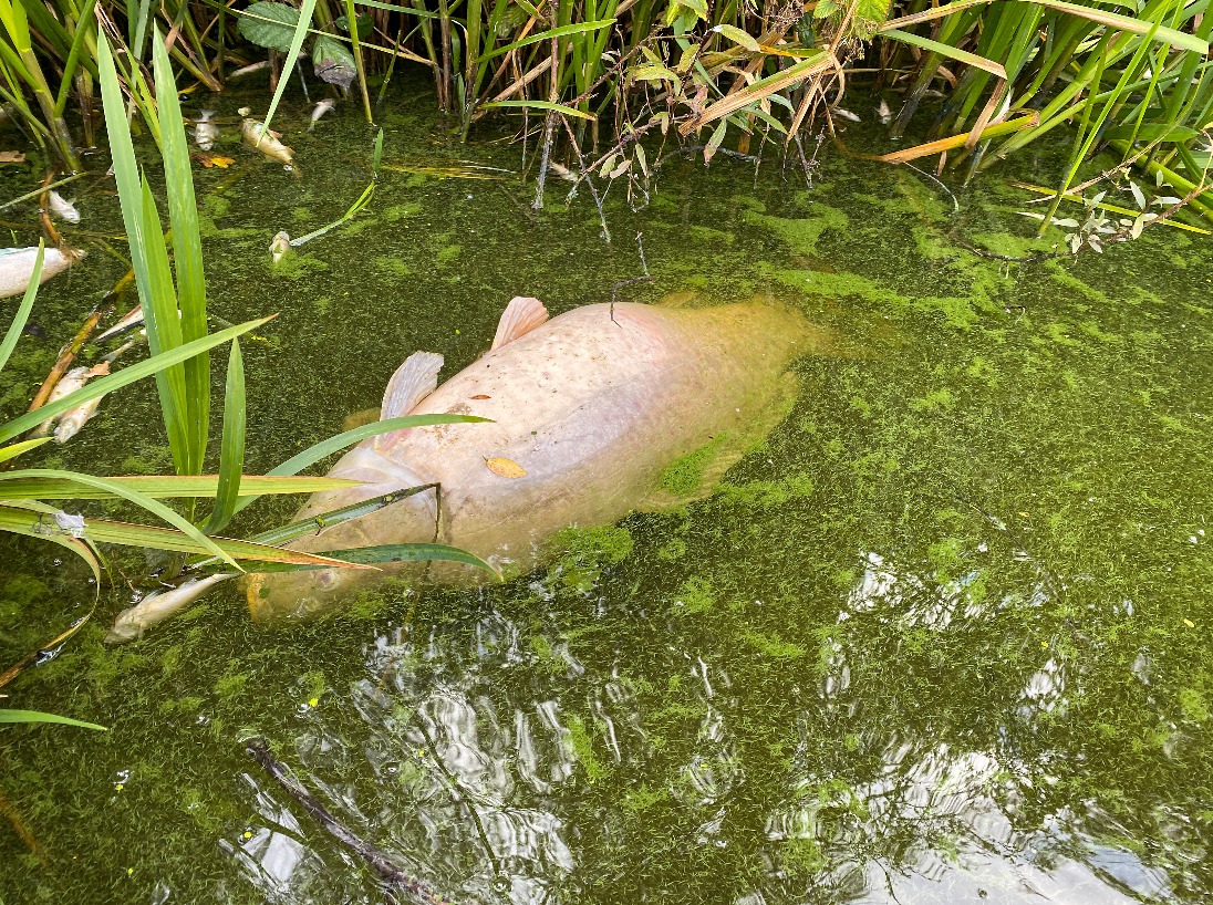 Ein toter Karpfen und Kleinfische treiben an der Oberfläche. Eine Analyse der Wasserqualität kann helfen, die Ursache für das Fischsterben herauszufinden und solche zukünftig zu verhindern. Eine großen Hilfe dabei ist die mögliche Förderung durch die BINGO! Umweltlotterie für ein Wasseranalyse-Labor. 