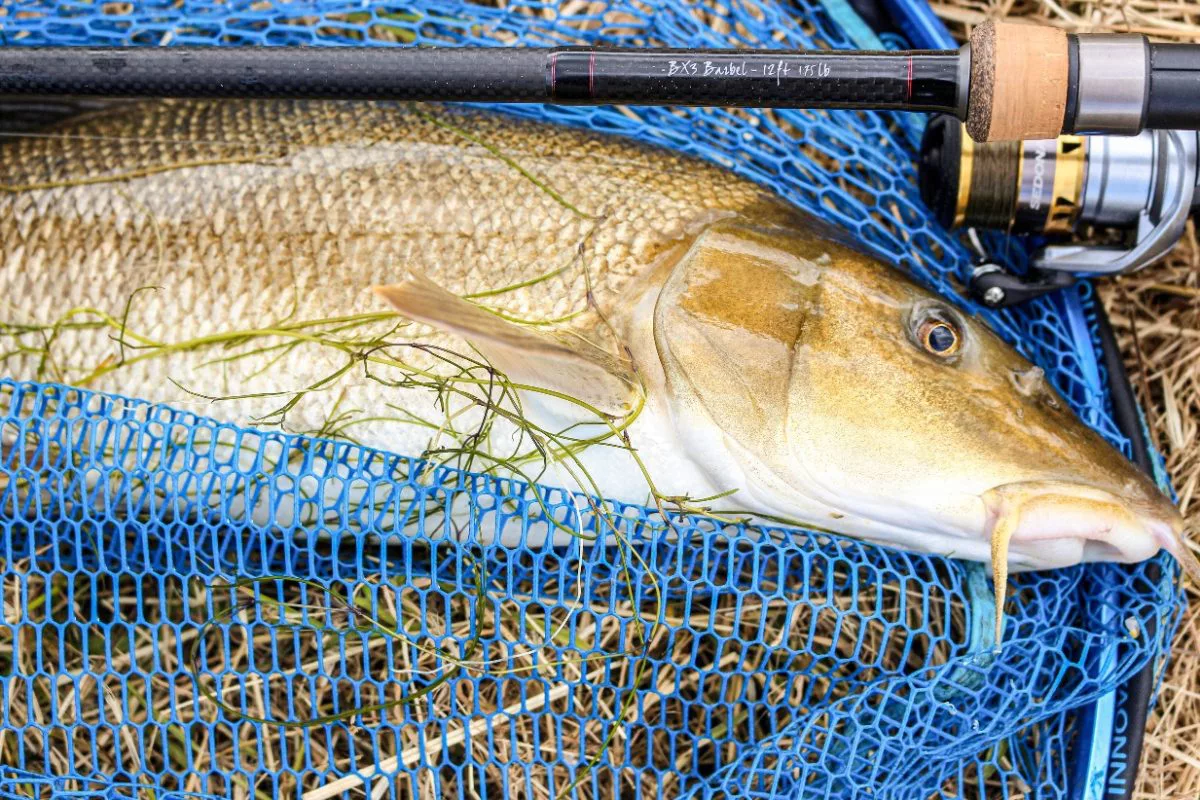 Die große Barbe ließ sich mit der Purist Barbel aus einem Krautfeld herausdrillen. Foto: André Pawlitzki