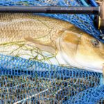 Die große Barbe ließ sich mit der Purist Barbel aus einem Krautfeld herausdrillen. Foto: André Pawlitzki