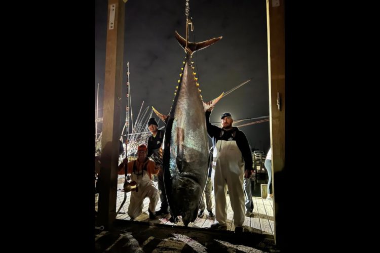 Der Thunfisch hätte mit über 400 kg den Staatsrekord gebrochen, wenn die Angler ihn nicht gemeinsam gedrillt hätten. Foto: J. J. Walker (via Facebook)