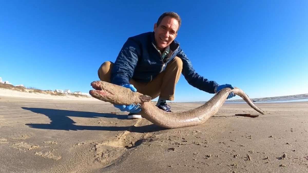 1,20 Meter langer Aal vor texanischer