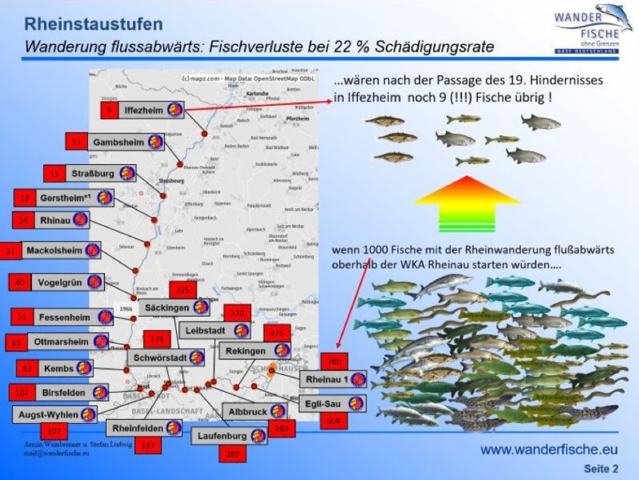 Ampel-Bewertung des Rheins: Von 1.000 Fischen würden nur 9 die Reise überstehen. Foto: Wanderfische ohne Grenzen
