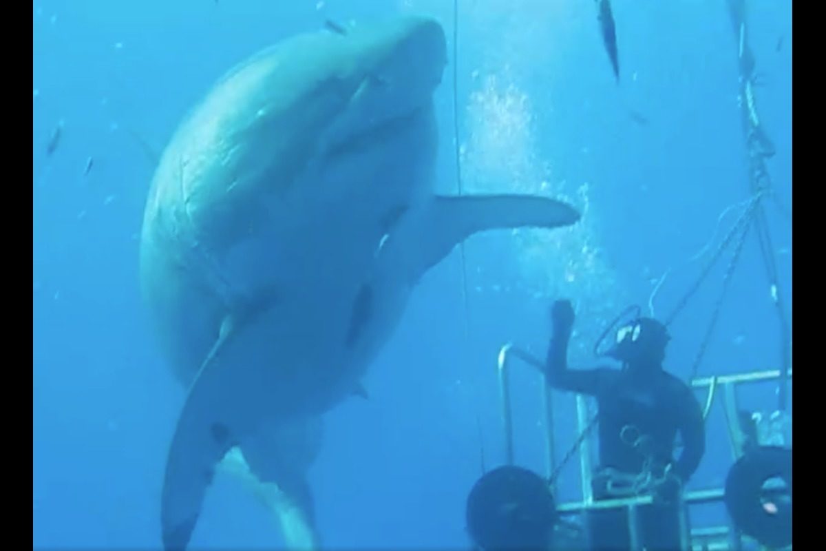 Der größte Weiße Hai der Welt ist ein Weibchen mit dem Namen „Deep Blue“. Foto: Mauricio Hoyos Padilla (via Facebook)
