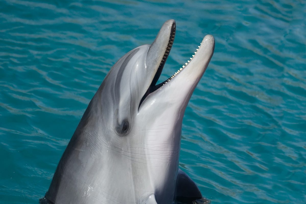 Delfine sind mehr als nur niedlich. Die Tiere sind ausgesprochen intelligent und in Brasilien helfen sie sogar den Menschen.