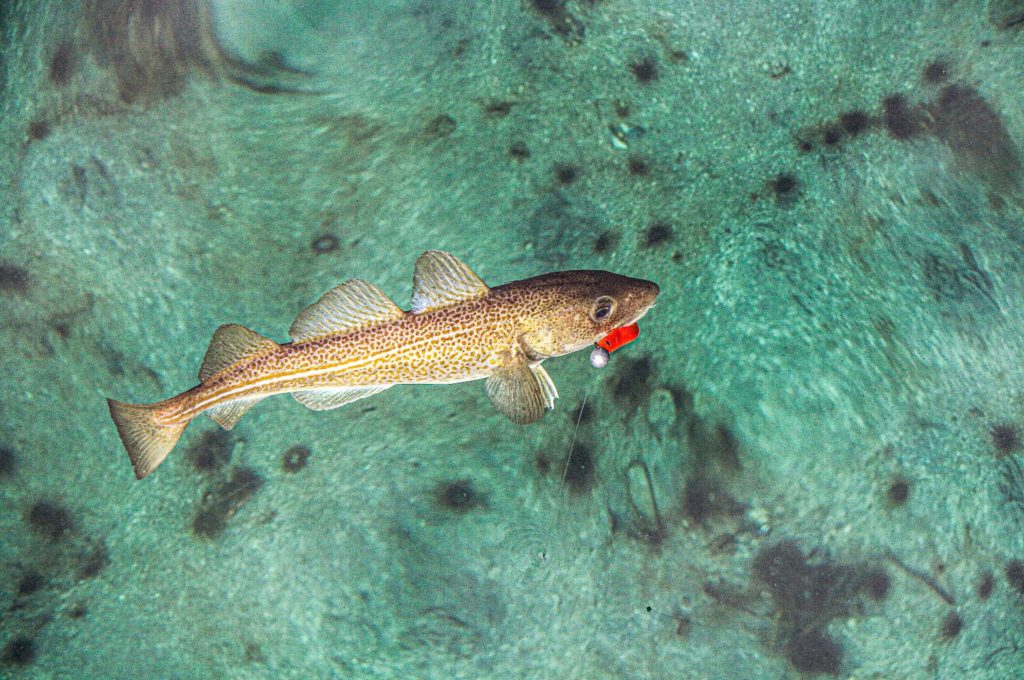 Strandkrabben, Garnelen und Sandaale bilden die Hauptbeute von Dorschen auf Sandgrund. Da bietet so ein oranger Gummifisch doch eine willkommene Abwechslung im Speiseplan … Foto: Johannes Radtke