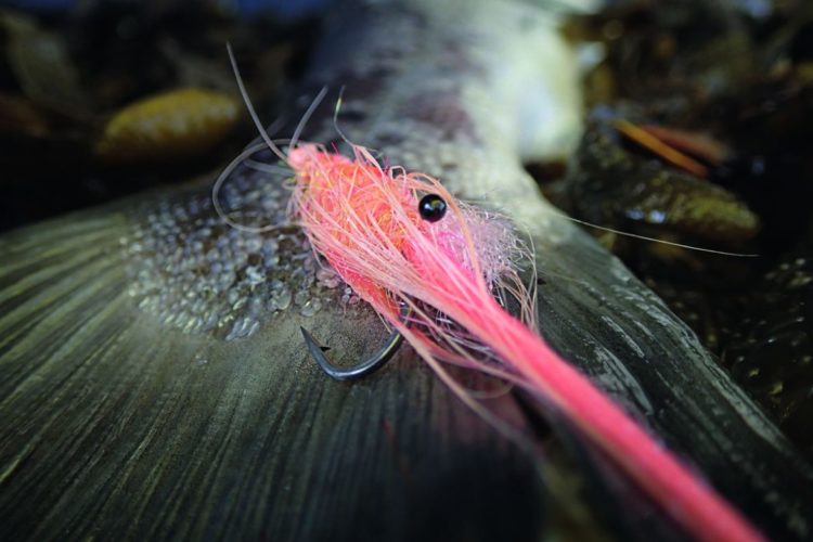 Die Pattegrisen eignet sich ideal als Springerfliege für das Angeln auf Meerforelle. Foto: M. Werner