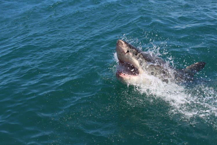Der Weiße Hai hat einen notorischen Ruf als „Menschenfresser“. Bei den seltenen Angriffen handelt es sich jedoch um Unfälle. Foto: Unsplash / Alex Steyn