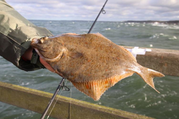 Testangler können dabei helfen, das gezielte Angeln auf Plattfische zu verbessern. Noch bis zum 15. April kannst Du Dich anmelden! Foto: F. Pippardt